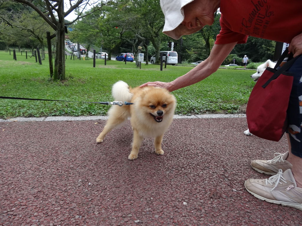 ポメラニアン ものぐさタロウの日記