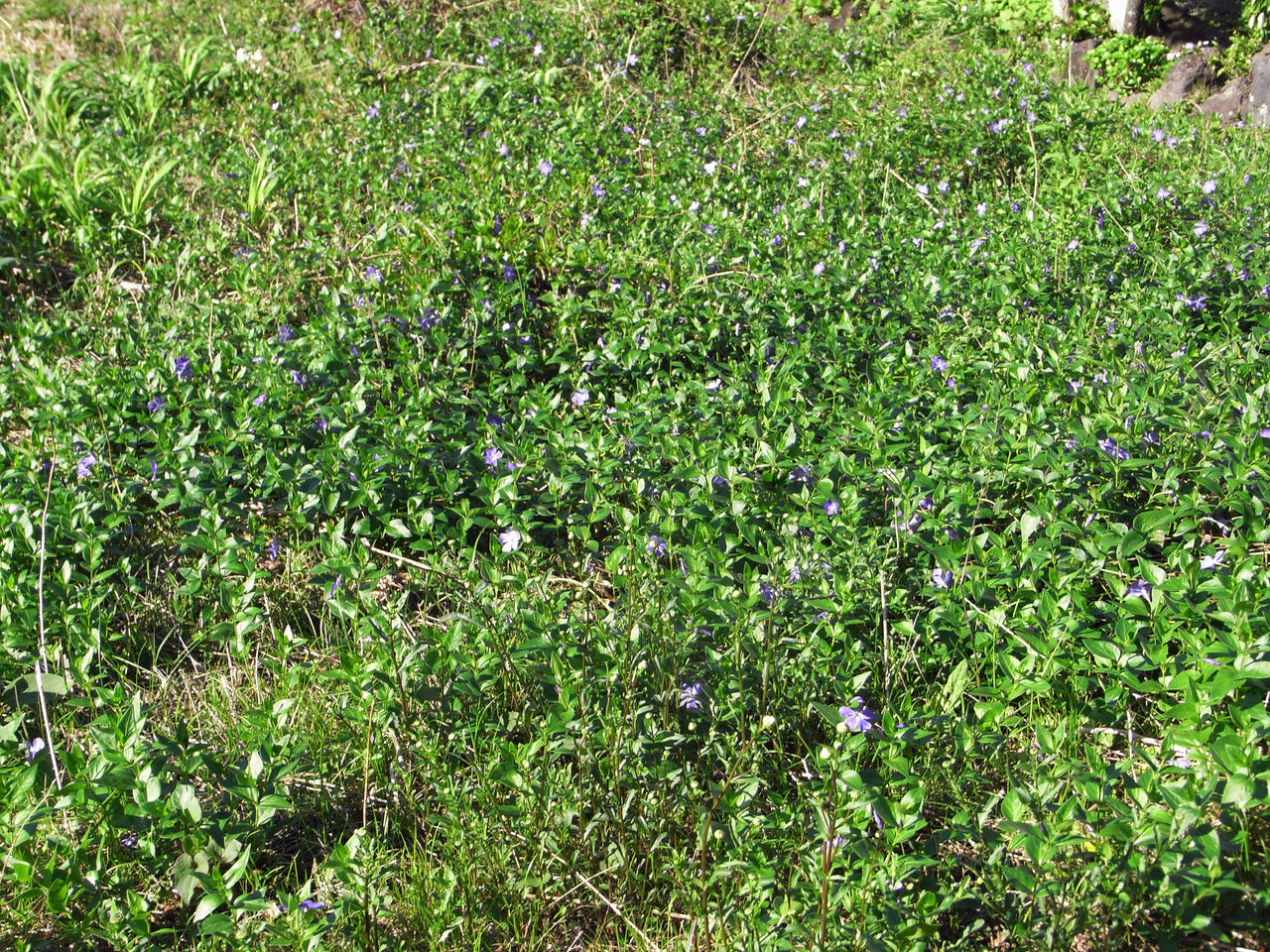 ツルキキョウ 12 4 ものぐさタロウの日記