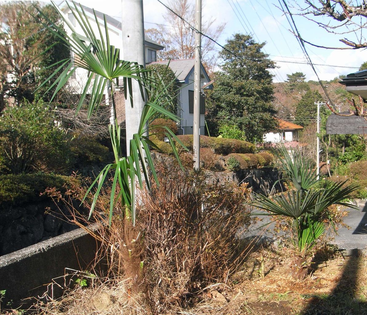 シュロ ものぐさタロウの日記 シュロ ものぐさタロウの日記