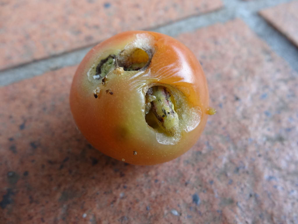 虫食いのトマト ものぐさタロウの日記