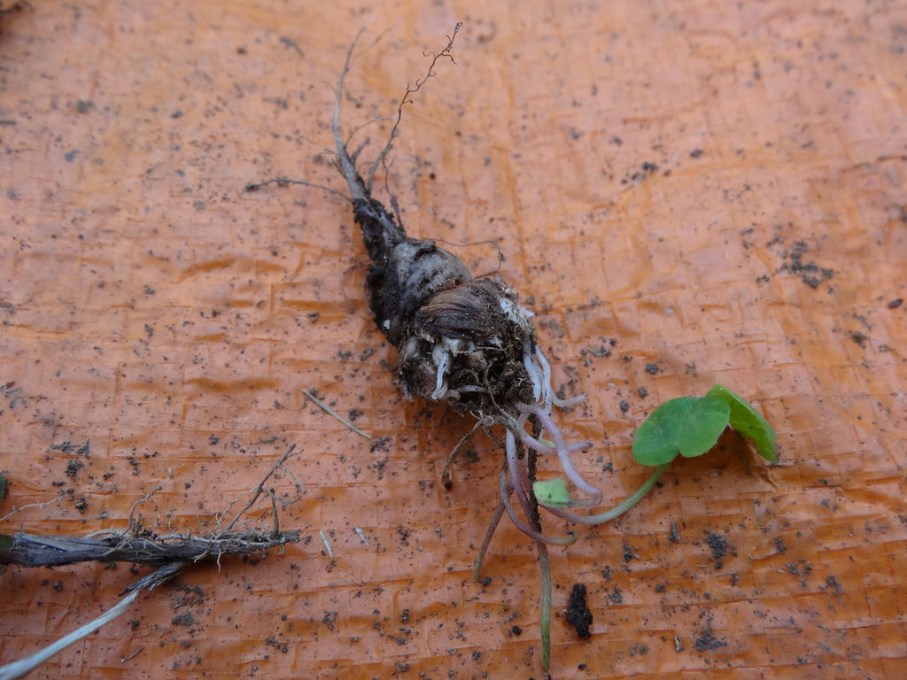 カタバミの根っ子 庭の雑草補足 ものぐさタロウの日記