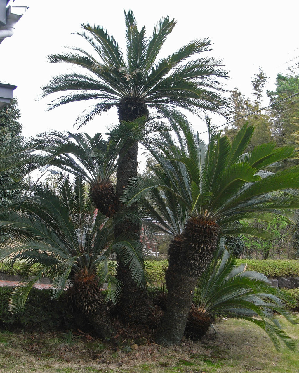 ソテツの剪定 : ものぐさタロウの日記