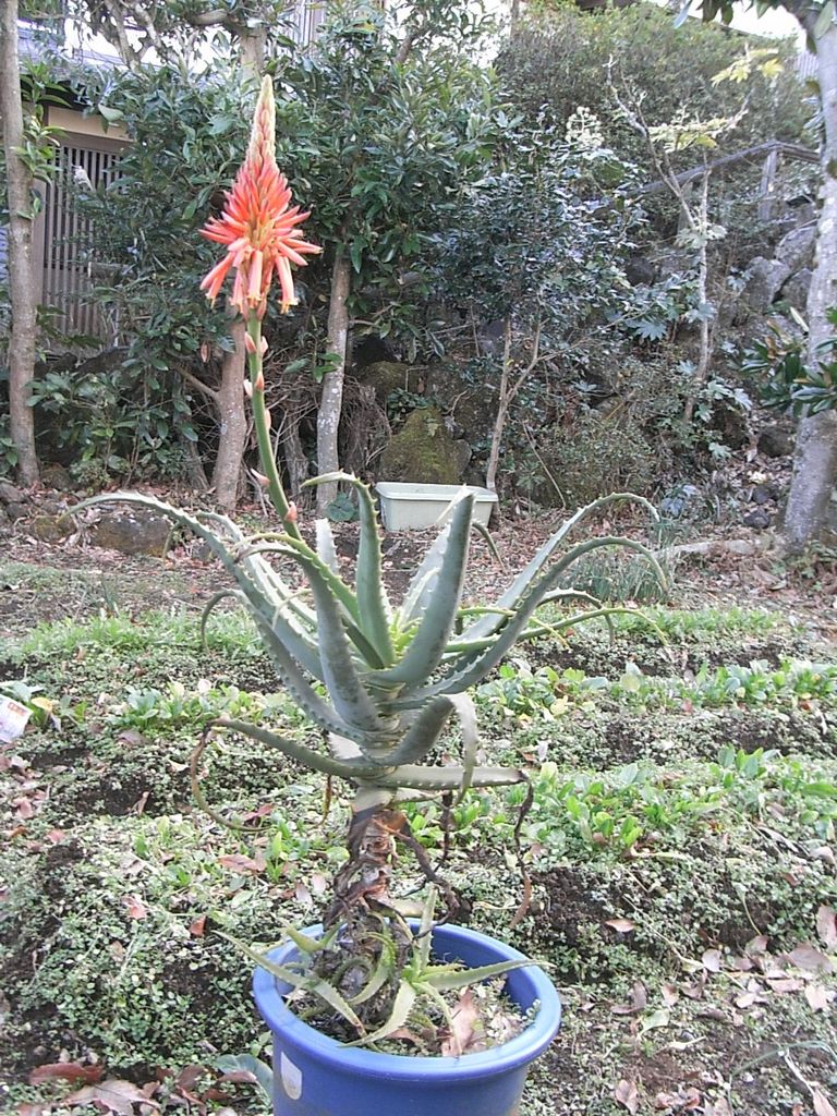 アロエの花 ものぐさタロウの日記