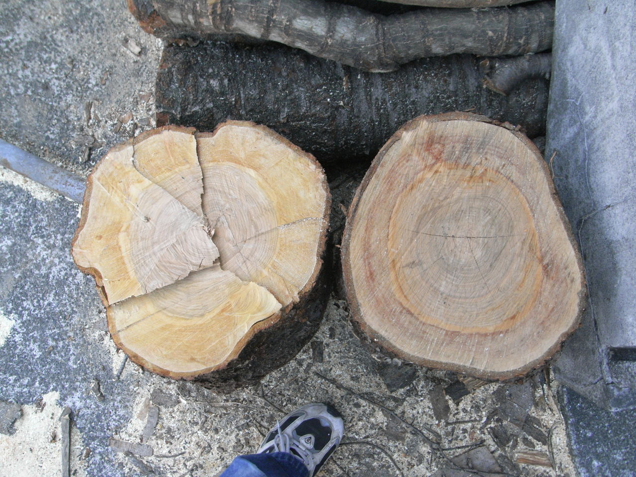 薪割り ミズキは中々割れない ものぐさタロウの日記