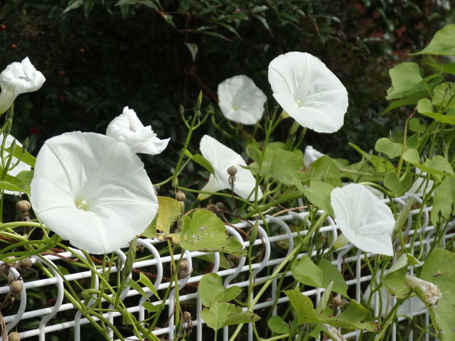 曜日朝顔 H24 11 ものぐさタロウの日記