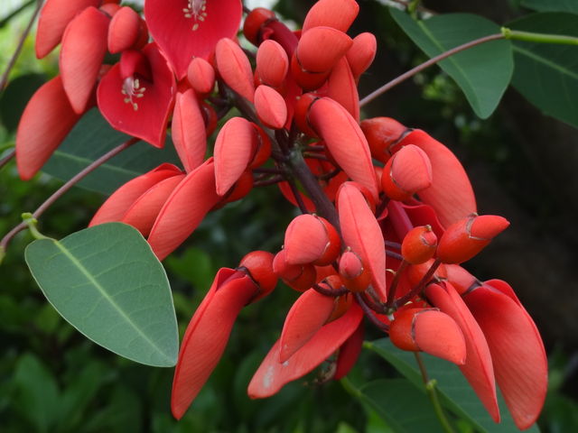 アメリカデイゴ 熱海長浜海浜公園 ものぐさタロウの日記