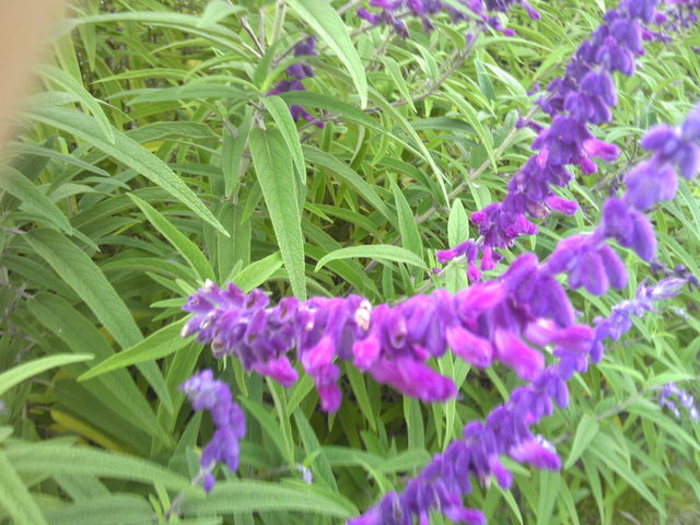 アメジストセージ ものぐさタロウの日記