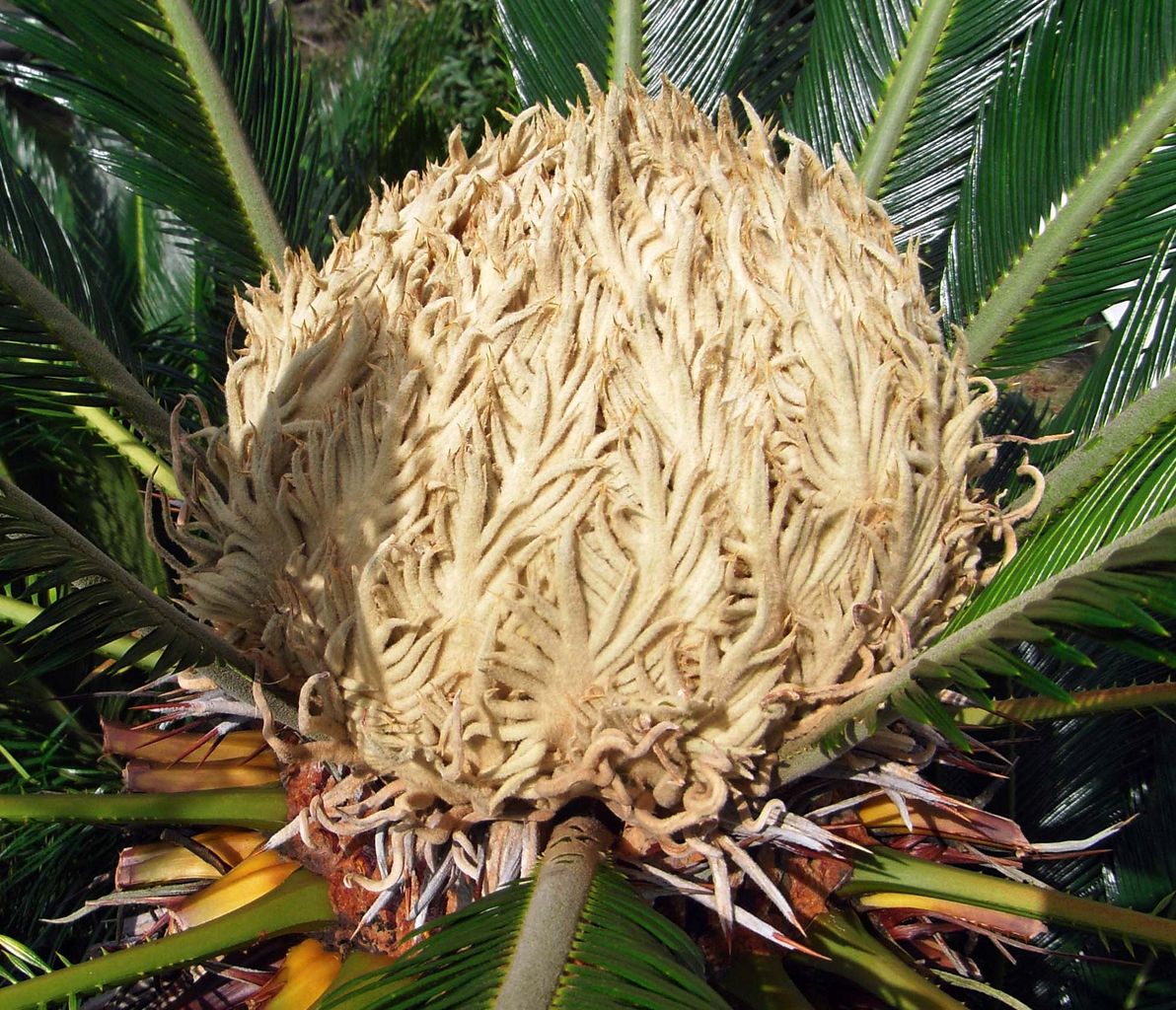 ソテツの剪定 9 6 ものぐさタロウの日記