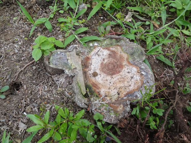 切り株の処理方法 ものぐさタロウの日記