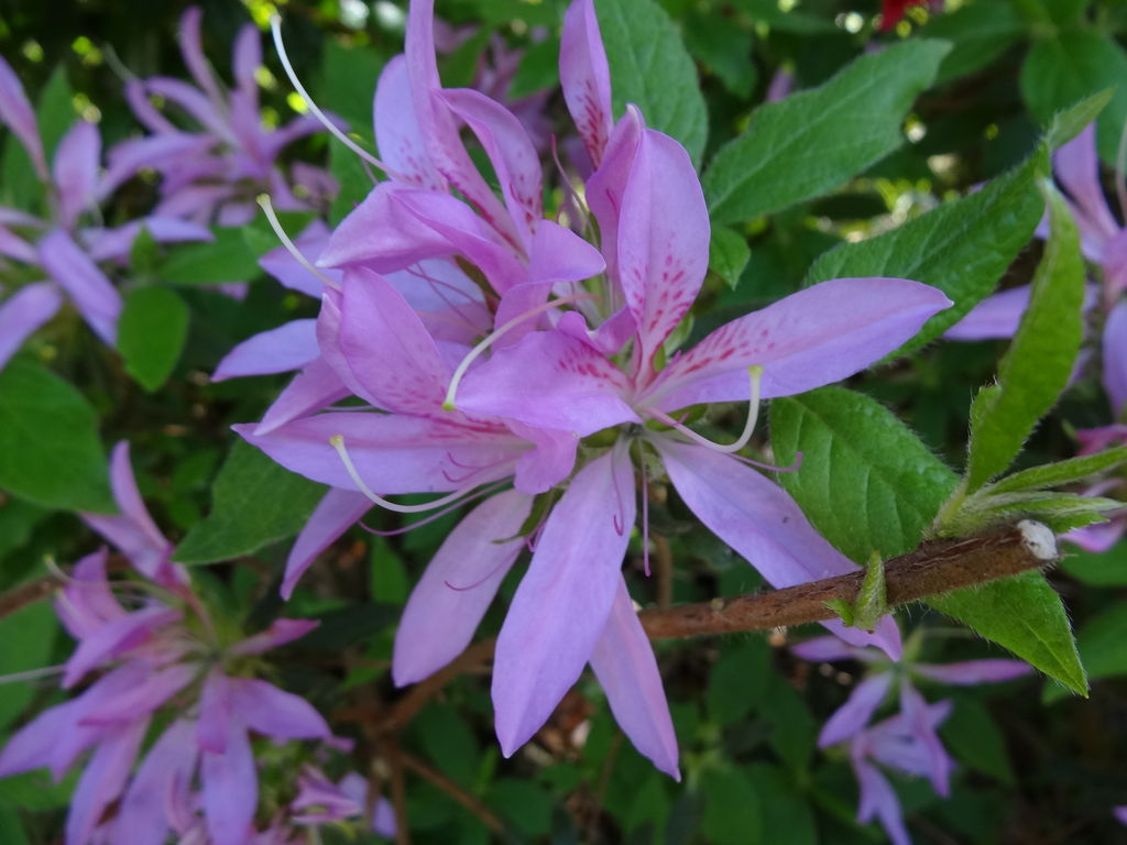 ツツジ 花車 ハナグルマ ものぐさタロウの日記