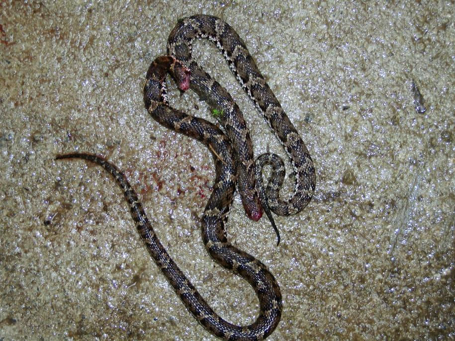 マムシ ものぐさタロウの日記