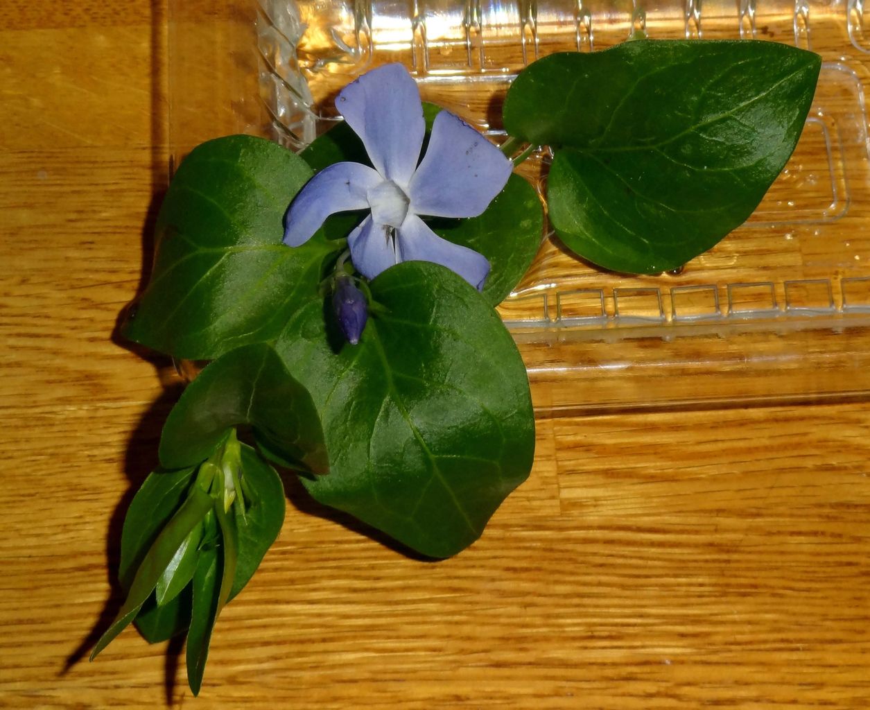 季節外れのツルキキョウ ものぐさタロウの日記