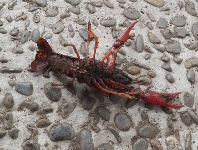 ザリガニ ものぐさタロウの日記