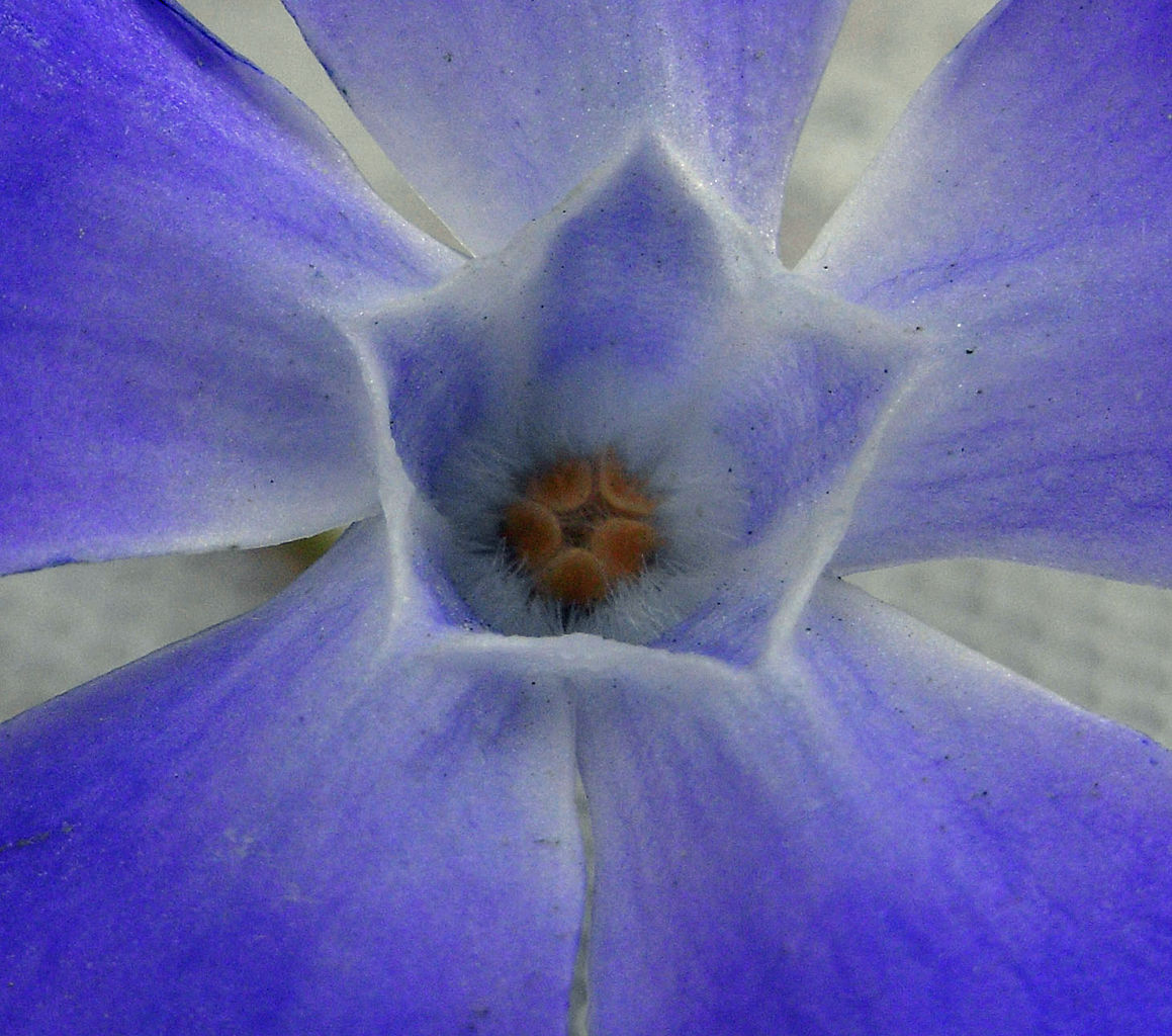 つるききょう ものぐさタロウの日記