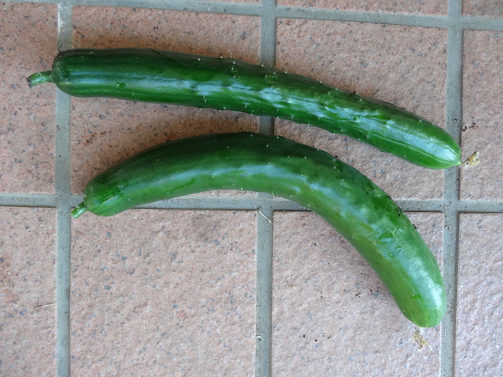 曲がったキュウリ ものぐさタロウの日記