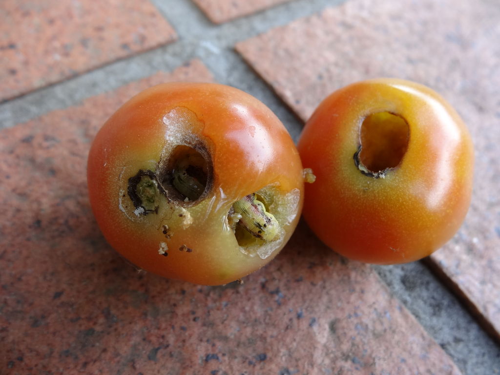 虫食いのトマト ものぐさタロウの日記