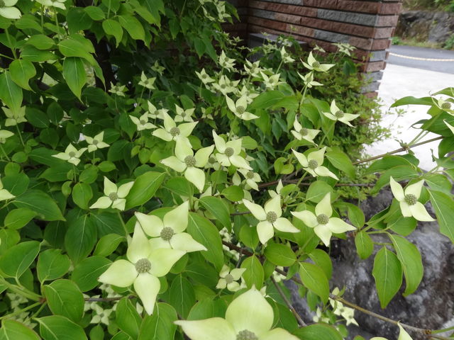 ヤマボウシ ものぐさタロウの日記