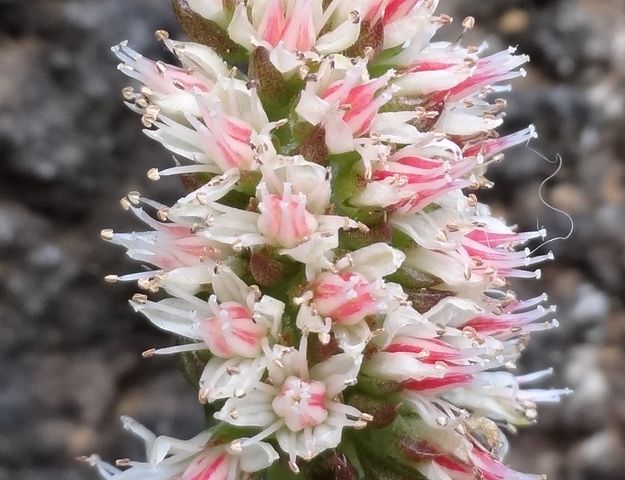 庭に咲く花 名前は不明 ものぐさタロウの日記