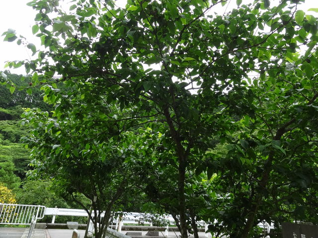 ロウバイの実 食べられない ものぐさタロウの日記