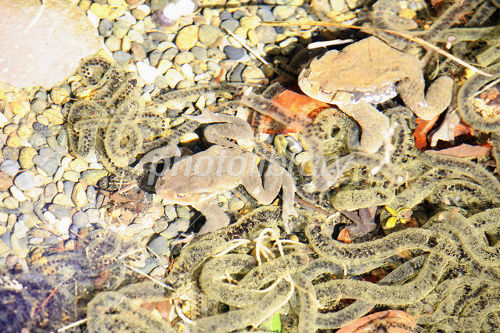 カエルの卵 長さ6ｍ ものぐさタロウの日記