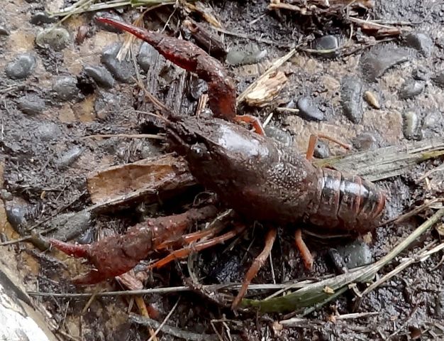 ザリガニ ものぐさタロウの日記