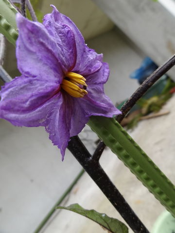 茄子の花 ものぐさタロウの日記