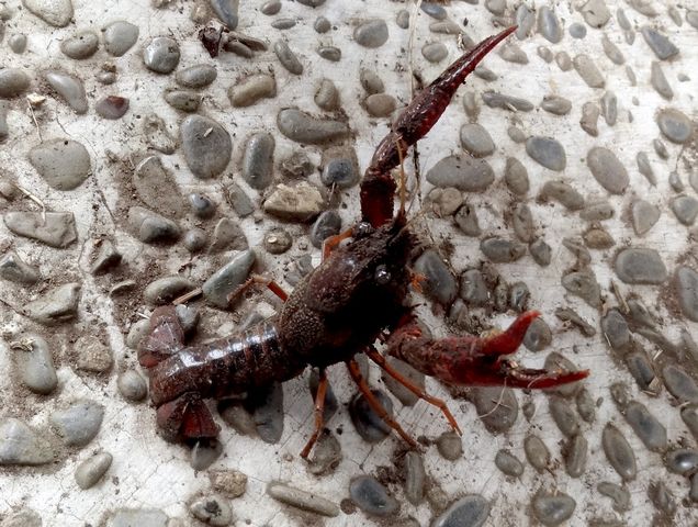 ザリガニ ものぐさタロウの日記