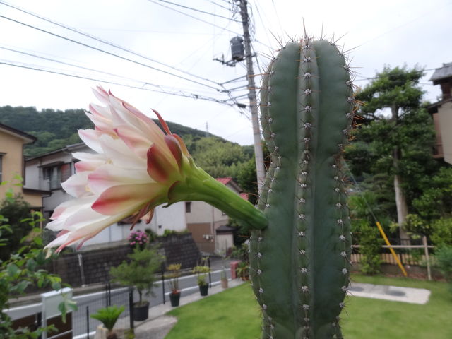 サボテンの花 開花条件 ものぐさタロウの日記