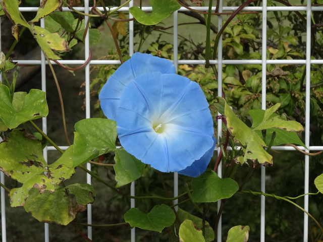 曜日朝顔(H24-11) : ものぐさタロウの日記