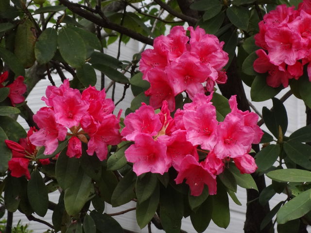 シャクナゲ ものぐさタロウの日記 シャクナゲ ものぐさタロウの日記