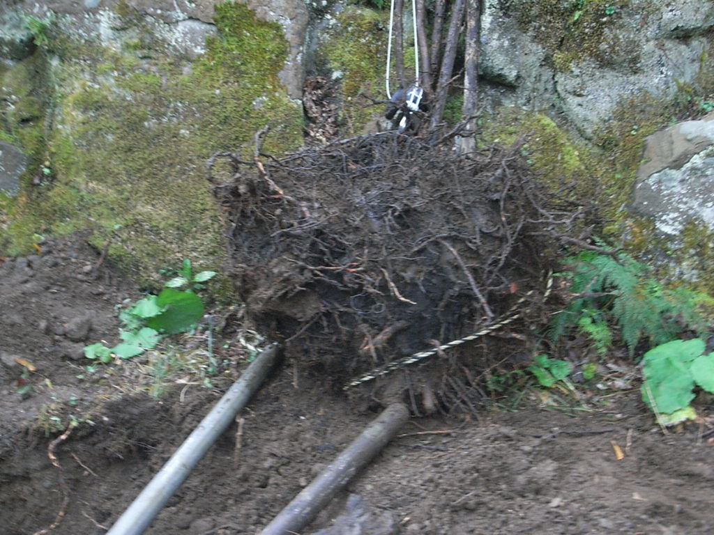 切り株の処理 ものぐさタロウの日記