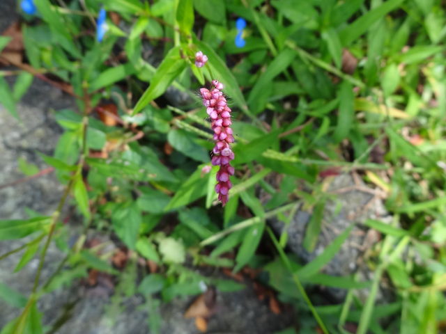 イヌタデ 赤まんま ものぐさタロウの日記