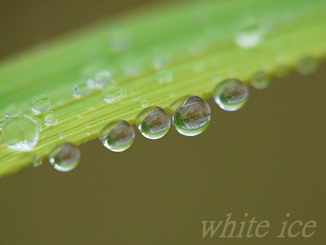 霧雨 : WHITE ICE
