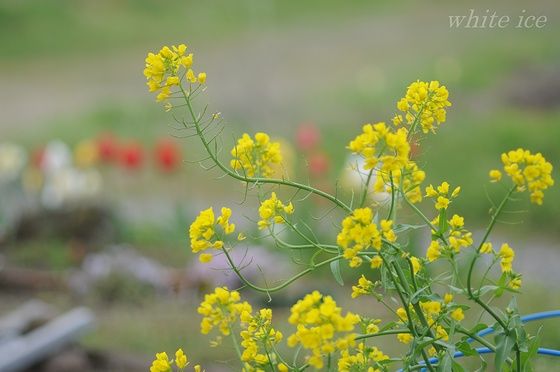 カブの花は長く楽しめます White Ice
