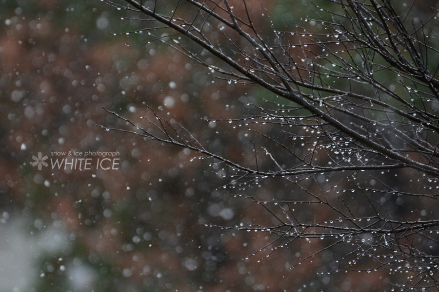霙 : WHITE ICE