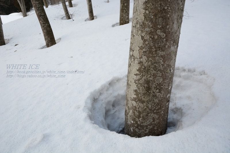 ブナの根開き White Ice ブナの根開き White Ice