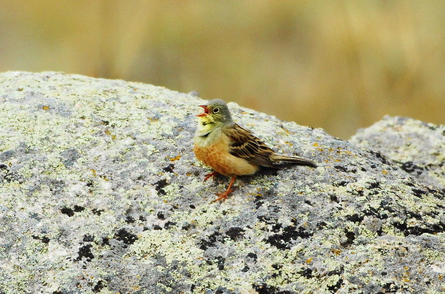 ズアオホオジロ 髭の 野鳥 生物撮影の記録 ズアオホオジロ 髭の 野鳥 生物撮影の記録