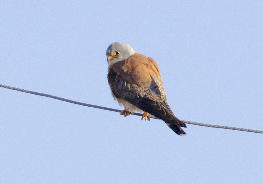 ヒメチョウゲンボウ 髭の 野鳥 生物撮影の記録 ヒメチョウゲンボウ 髭の 野鳥 生物撮影の記録
