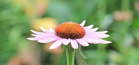 coneflower-1525432_640