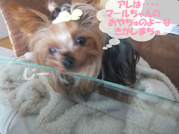 犬だけど猫用 グリニーズピルポケット Keyword 犬だけど猫用 グリニーズピルポケット Keyword