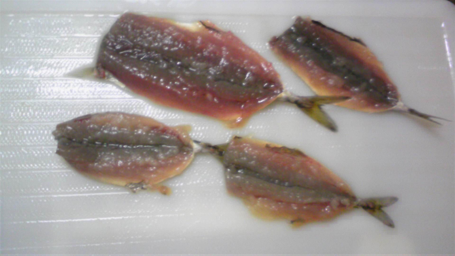 鹿島港魚釣り園 アイナメとサバ少々 絶対 大漁 釣りレポート