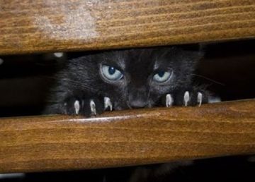 s-cat-plotting-to-kill-you-1__605_Rok