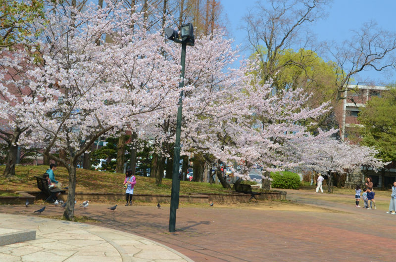 長崎 立山公園で花見をしました Whomeohのblog長崎ぶらぶら平和日記 長崎 立山公園で花見をしました Whomeohのblog長崎ぶらぶら平和日記