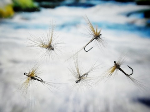 RIMG1800-01
