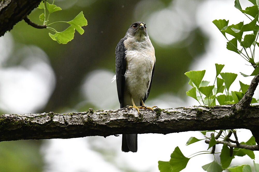 ※ user_b44447e1ツミの雄成鳥と雄幼鳥の剥製 user_b44447e1ツミの雄成鳥と雄幼鳥の剥製