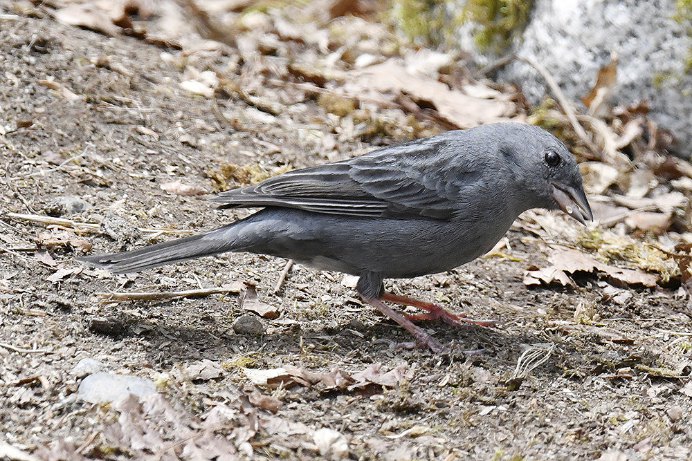 クロジ 日本全国の山 川 海に生息している野鳥達に会えるサイト クロジ 日本全国の山 川 海に生息している野鳥達に会えるサイト