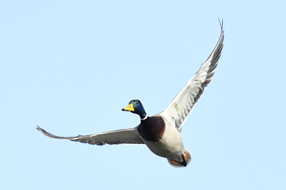 マガモ(オス)&(メス)&(雛)&(幼鳥)&(若) : 日本全国の山・川・海に生息している野鳥達に会えるサイト