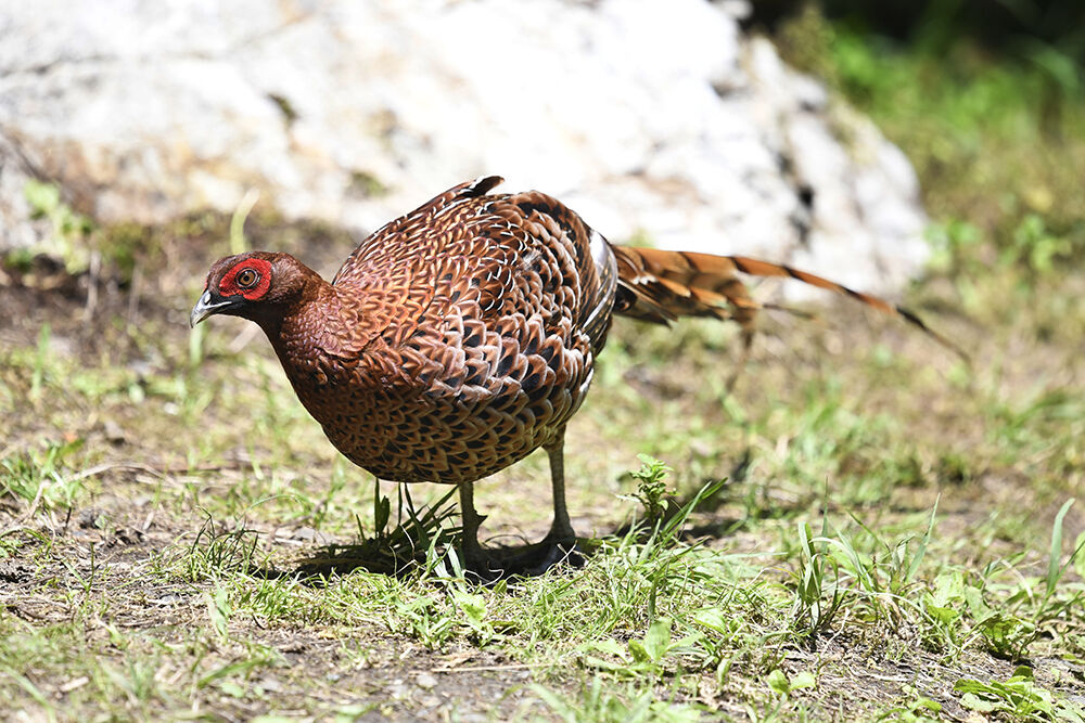 ヤマドリ(オス) : 日本全国の山・川・海に生息している野鳥達に会えるサイト
