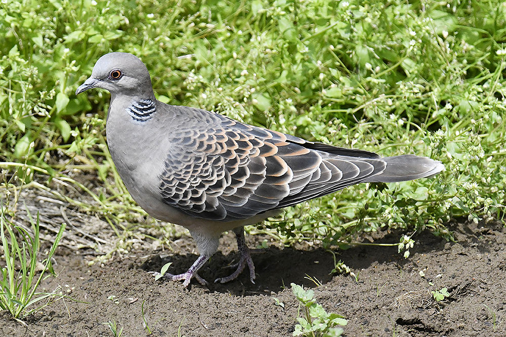 キジバト : 日本全国の山・川・海に生息している野鳥達に会える