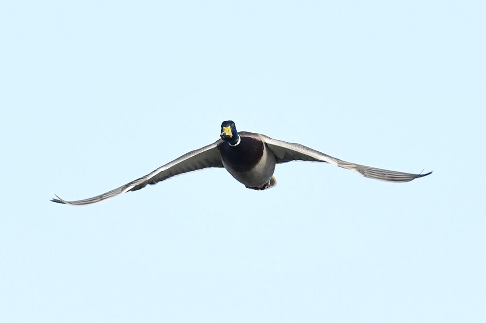 マガモ(オス)&(メス)&(雛)&(幼鳥)&(若) : 日本全国の山・川・海に生息している野鳥達に会えるサイト